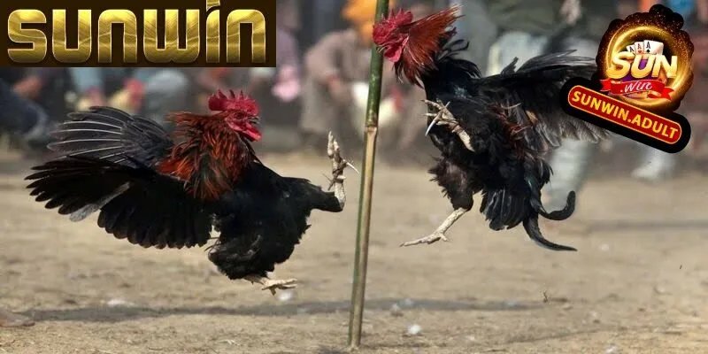 Đá Gà Sunwin 1 Đá gà Sunwin hấp dẫn và uy tín