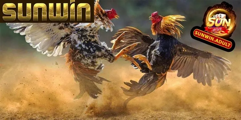 Đá Gà Sunwin 2 Luật chơi đơn giản