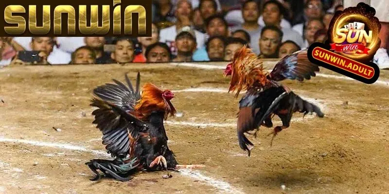Đá Gà Sunwin 3 Cược cho cửa Meron dễ mang về chiến thắng